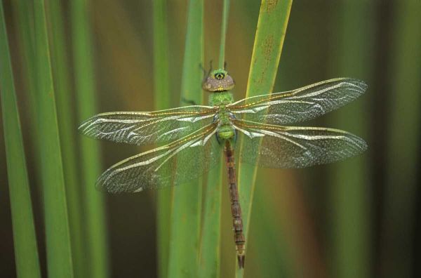 USA, Georgia Green darner dragonfly on reeds